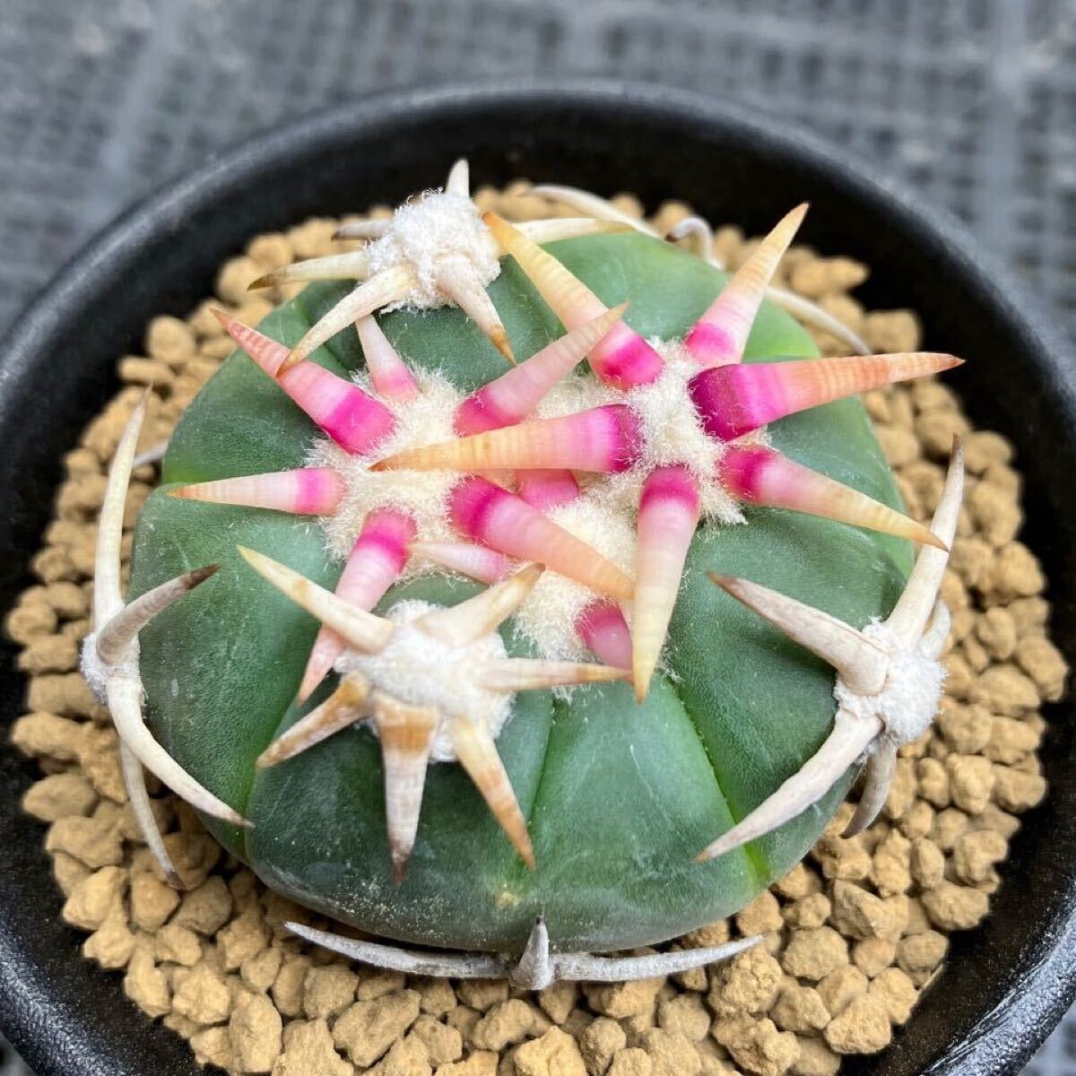 Yahoo!オークション -「翠平丸」(サボテン) (観葉植物)の落札 Yahoo!オークション -「翠平丸」(サボテン) (観葉植物)の落札