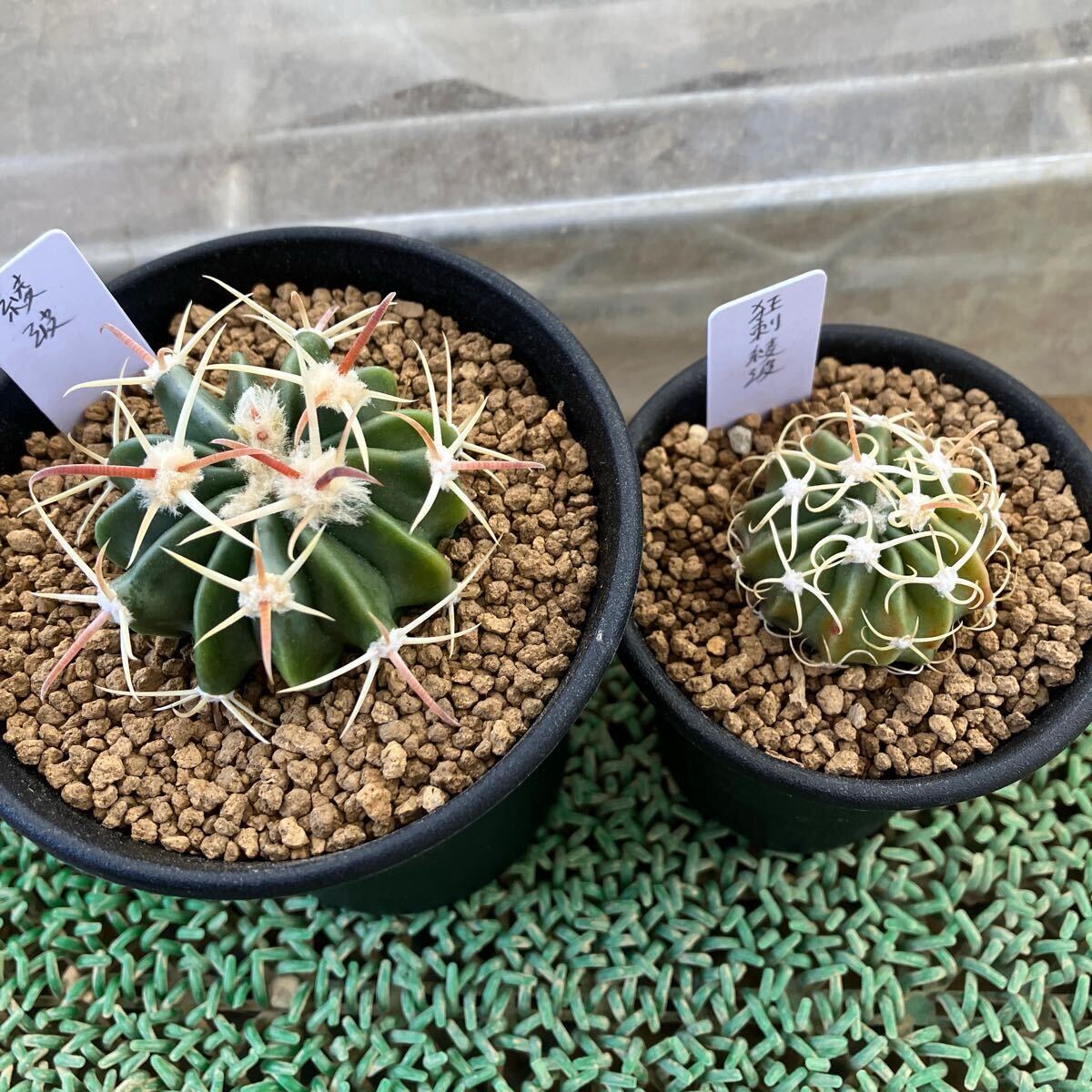 Yahoo!オークション -「綾波」(サボテン) (観葉植物)の落札相場 Yahoo!オークション -「綾波」(サボテン) (観葉植物)の落札相場