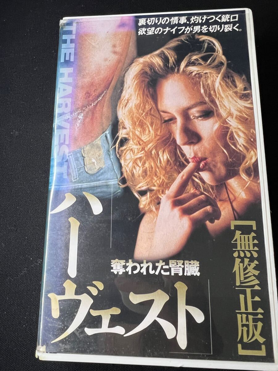 猫耳 NEKO-MIMI」レアVHS 未DVD化 黒澤潤 アートフィルム - メルカリ