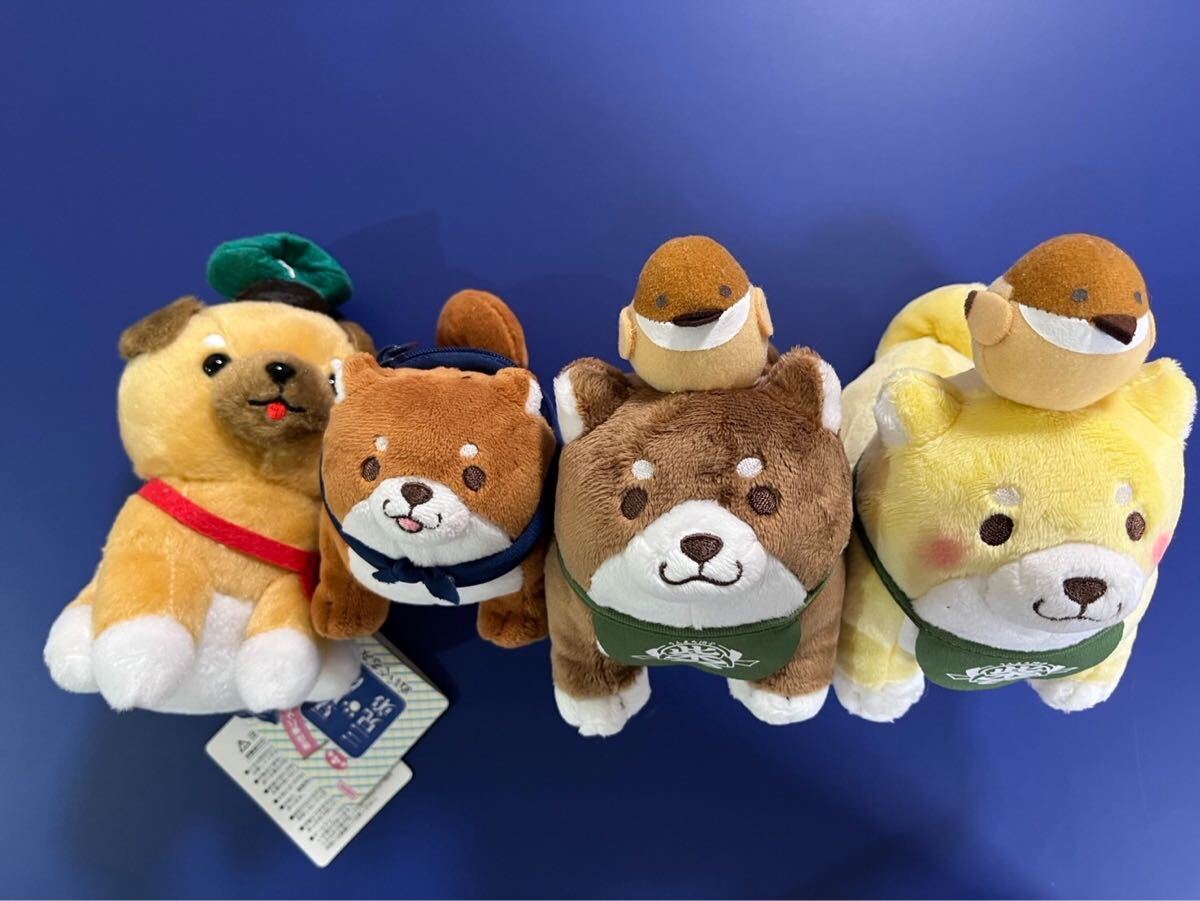 楽天市場】【ご予約 4月末入荷予定】 あみゅ まるたま豆しば三