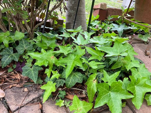 ★送料無料!★大株アイビー★根っこつき★どんどん這って成長★大きくなる★寄せ植えに★ガーデン