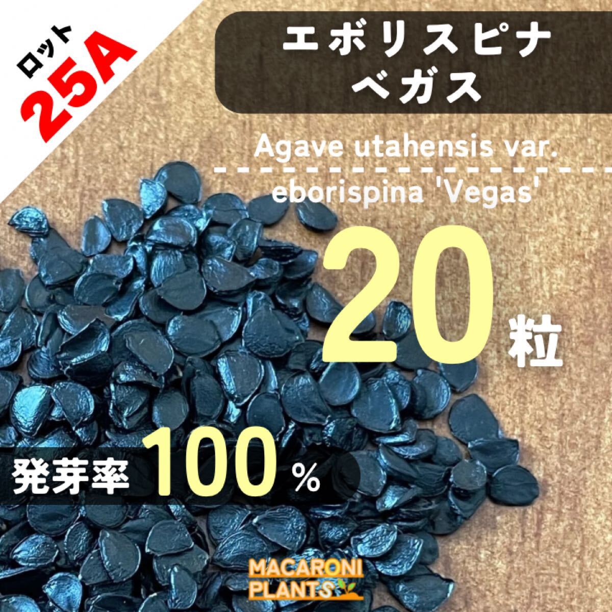 Yahoo!オークション -「アガベ ユタエンシス エボリスピナ」の Yahoo!オークション -「アガベ ユタエンシス エボリスピナ」の