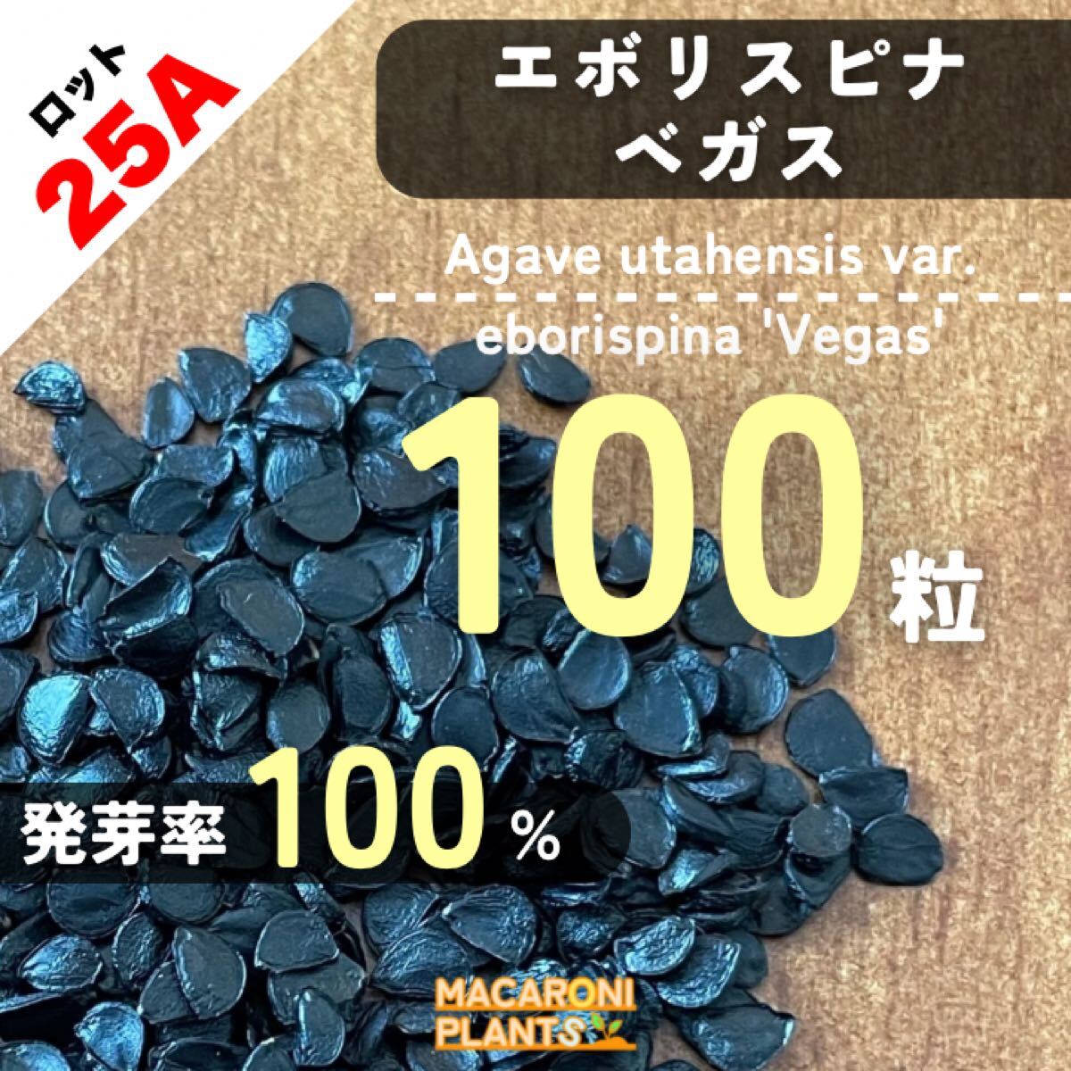2025年最新】Yahoo!オークション -アガベ ユタエンシス 2025年最新】Yahoo!オークション -アガベ ユタエンシス