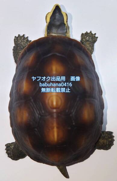即決■開封美品■いきもの大図鑑 KAME かめ 04 マレーハコガメ■カメ 亀 フィギュア