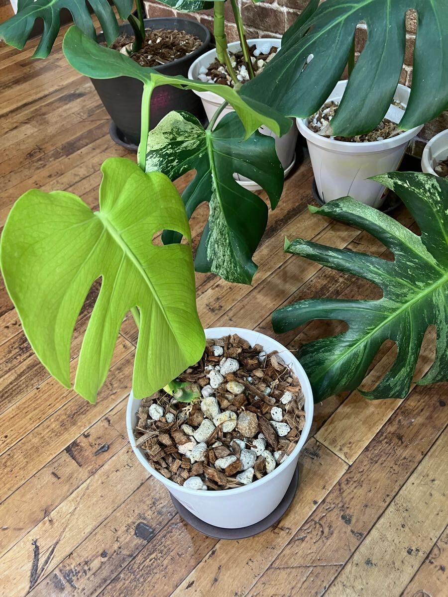 Yahoo!オークション -「ミント」(モンステラ) (観葉植物)の落札 Yahoo!オークション -「ミント」(モンステラ) (観葉植物)の落札