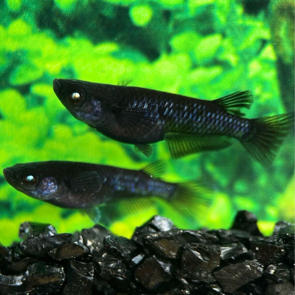 ミッドナイトフリル 漆黒 稚魚 10匹＋α 商品詳細｜マルゲン
