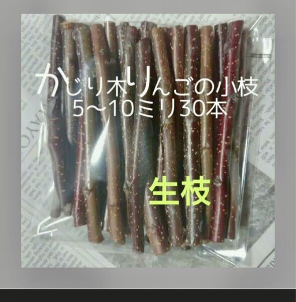 かじり木りんごの小枝30本 生枝