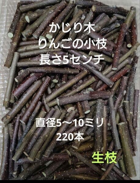 かじり木りんごのミニ小枝 220本 生枝