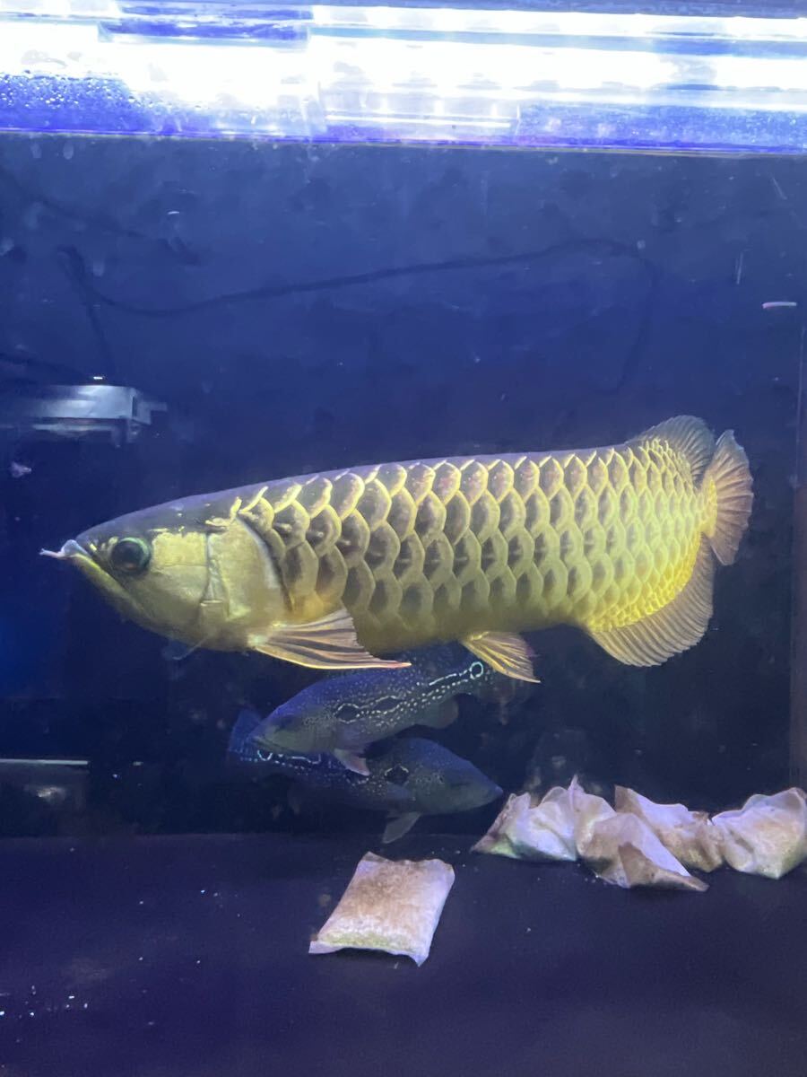 Yahoo!オークション -「(青 ブルー)」(アロワナ) (淡水魚)の落札