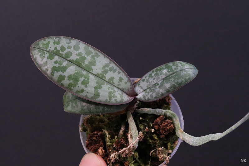Yahoo!オークション -「phal.schilleriana」(花) (鉢植え)の落札 Yahoo!オークション -「phal.schilleriana」(花) (鉢植え)の落札