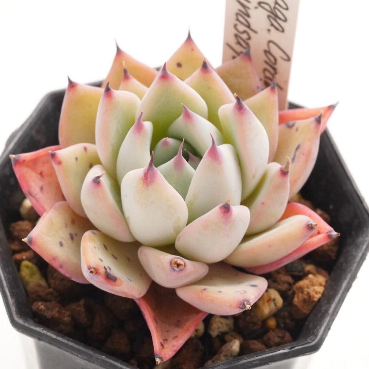 Yahoo!オークション -「エケベリア リンゼアナ」(観葉植物) の Yahoo!オークション -「エケベリア リンゼアナ」(観葉植物) の