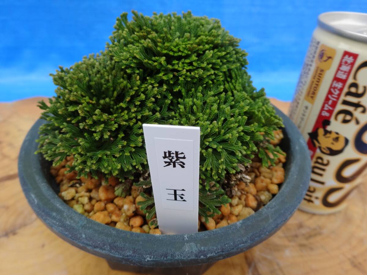 2025年最新】Yahoo!オークション -いわひば(花、園芸)の中古品 2025年最新】Yahoo!オークション -いわひば(花、園芸)の中古品