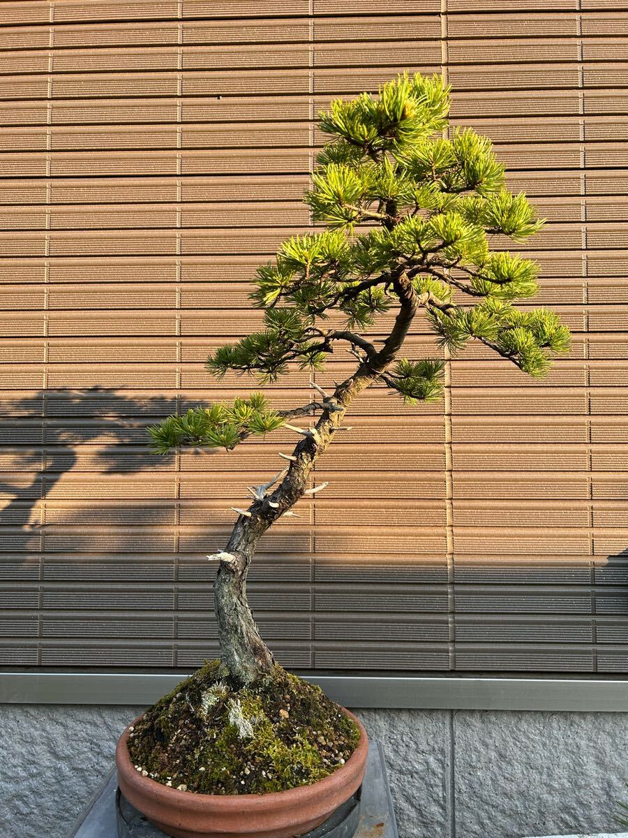 Yahoo!オークション - 盆栽 (花、園芸) の中古品・新品・未使用品 Yahoo!オークション - 盆栽 (花、園芸) の中古品・新品・未使用品