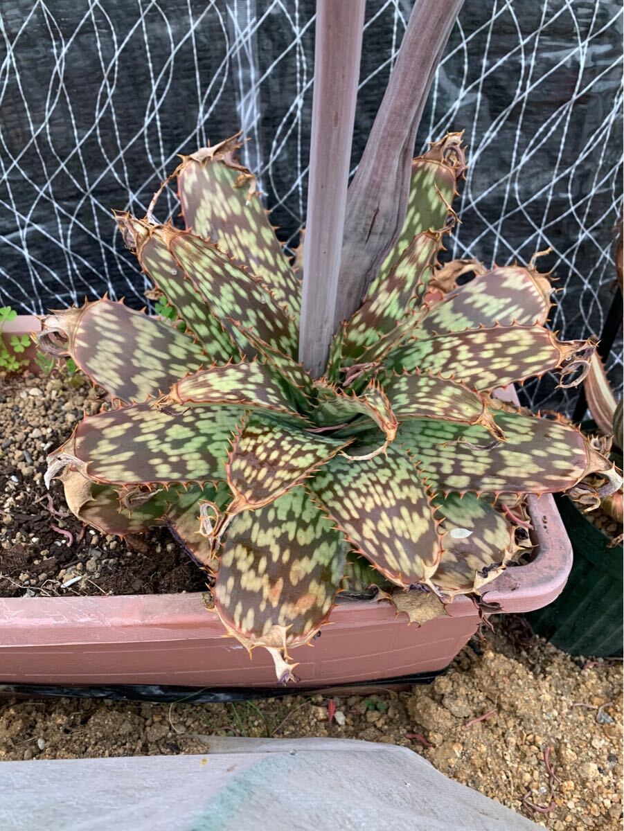 Đấu giá Aloe Yahoo Auction Nhật Bản giá tốt trên Megabuy Japan Đấu giá Aloe Yahoo Auction Nhật Bản giá tốt trên Megabuy Japan