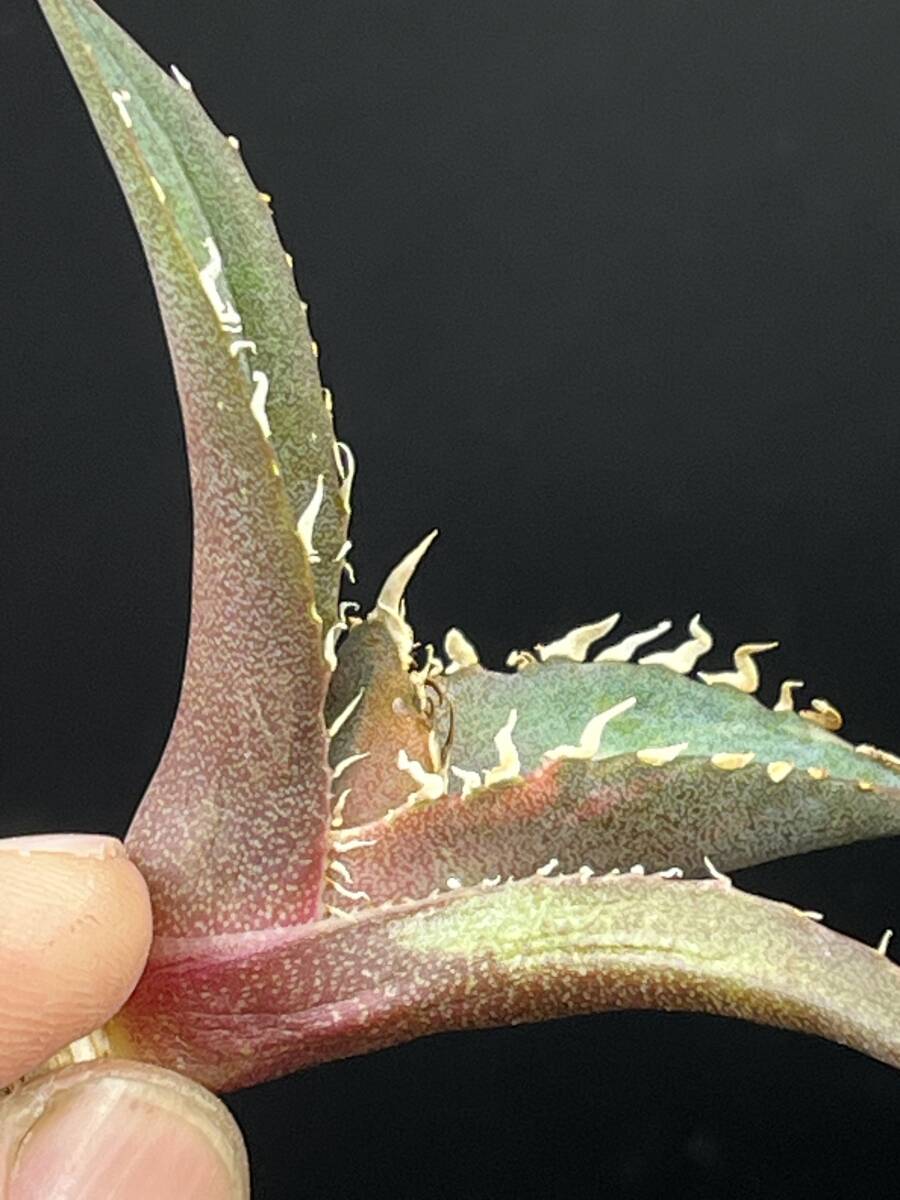 Yahoo!オークション -「アガベ 白鯨錦」(アガベ) (観葉植物)の
