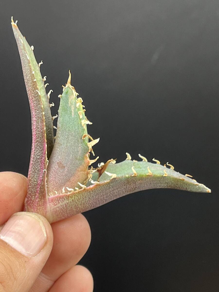 Yahoo!オークション -「アガベ 白鯨錦」(アガベ) (観葉植物)の