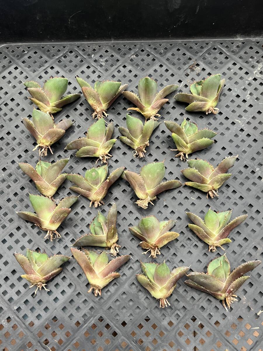 Yahoo!オークション -「ジャガーノート」(アガベ) (観葉植物)の Yahoo!オークション -「ジャガーノート」(アガベ) (観葉植物)の