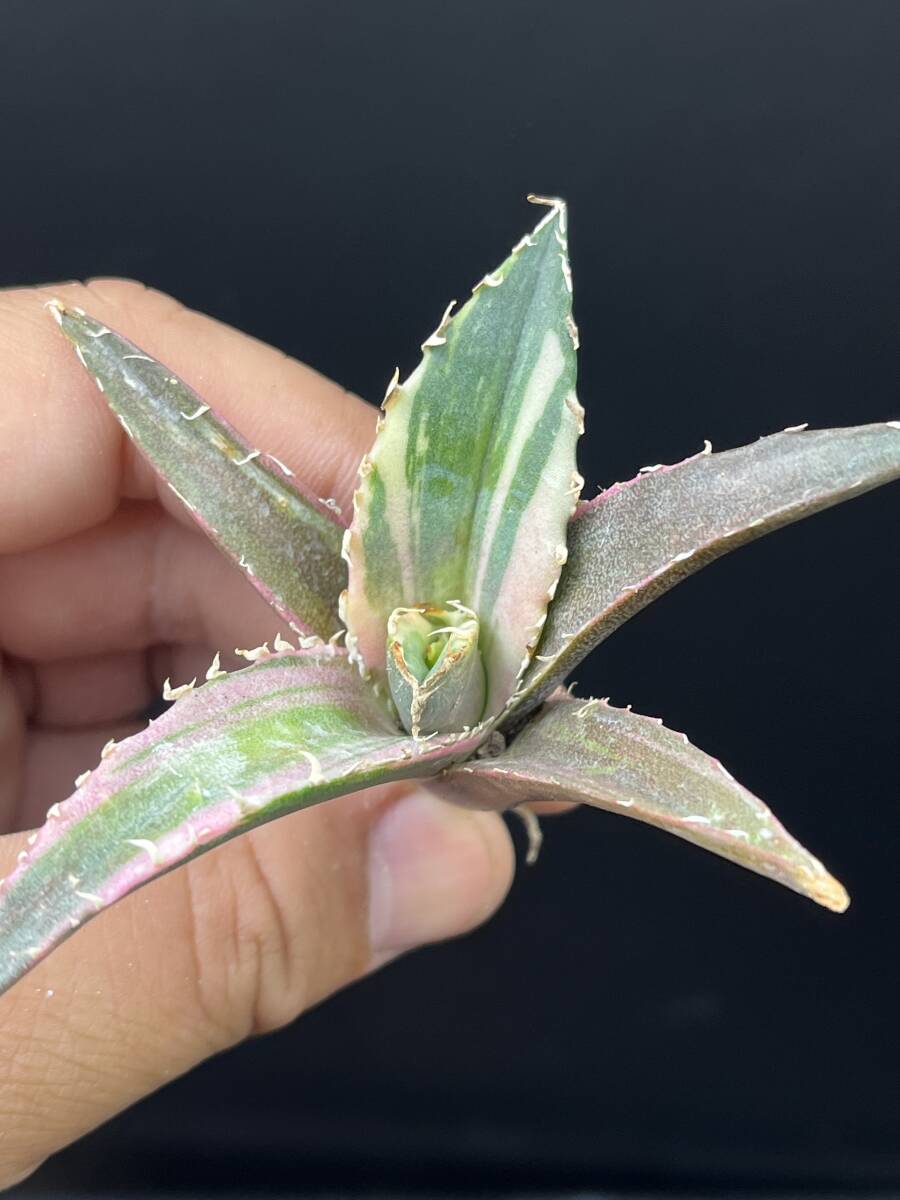 C10多肉植物 SSS級 アガベ チタノタ 狼人錦 斑入り 白中斑錦