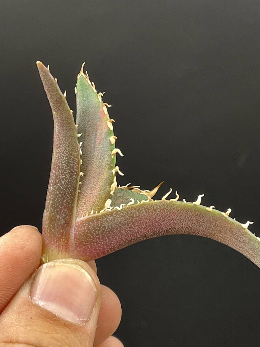 Yahoo!オークション -「アガベ 白鯨錦」(アガベ) (観葉植物)の Yahoo!オークション -「アガベ 白鯨錦」(アガベ) (観葉植物)の