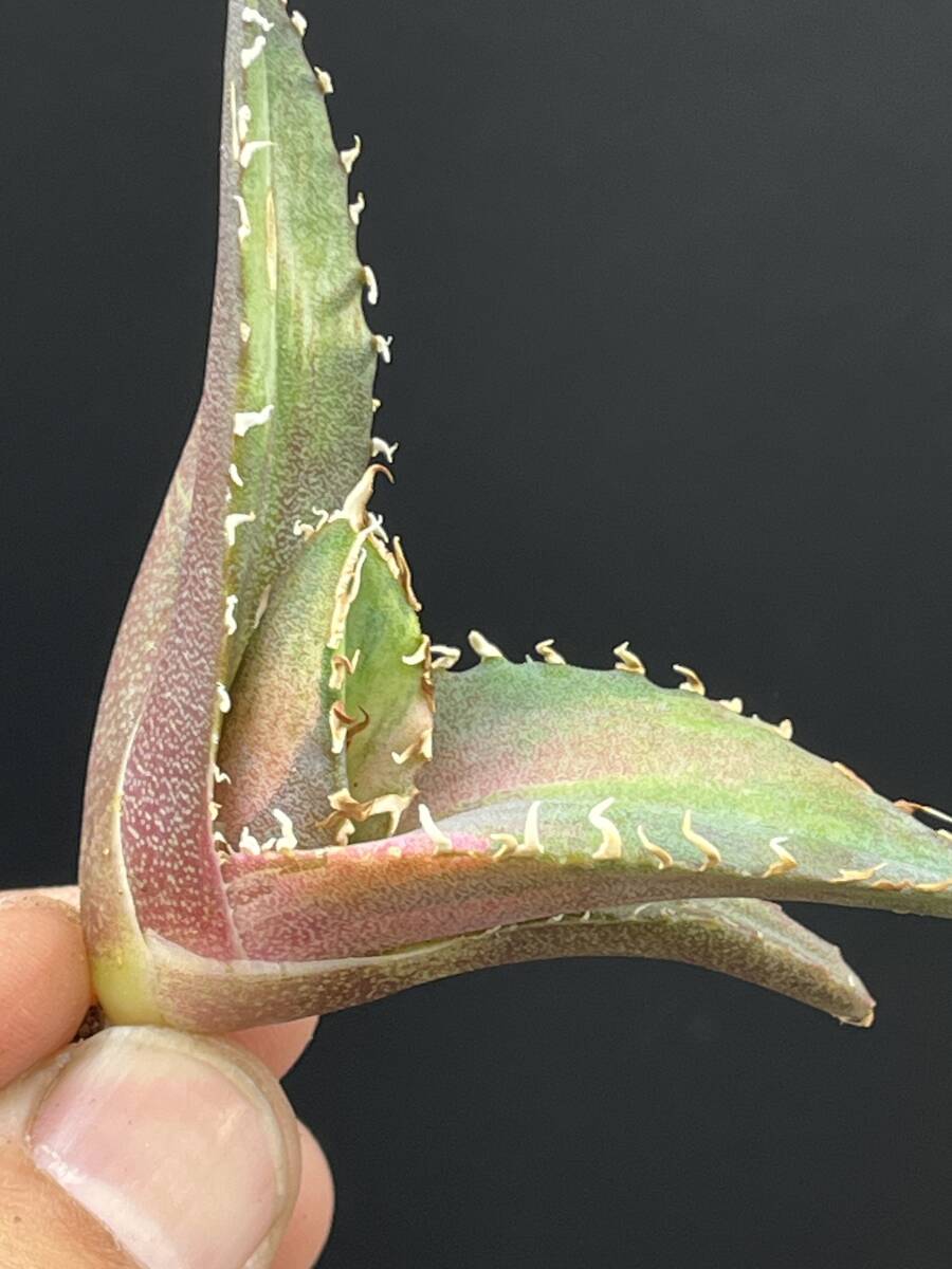Yahoo!オークション -「アガベ 白鯨錦」(アガベ) (観葉植物)の Yahoo!オークション -「アガベ 白鯨錦」(アガベ) (観葉植物)の