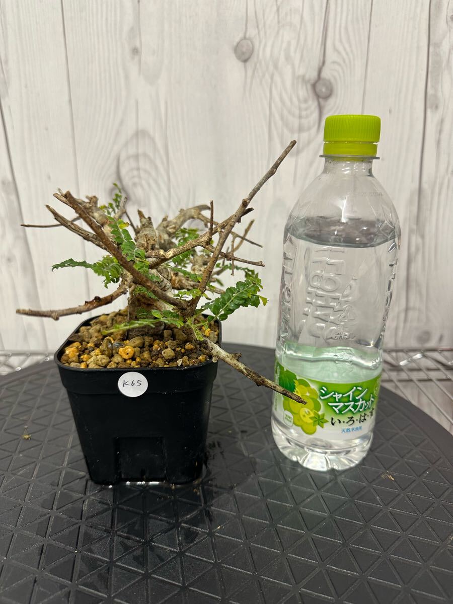 Yahoo!オークション -「コミフォラ」(その他) (観葉植物)の落札 Yahoo!オークション -「コミフォラ」(その他) (観葉植物)の落札