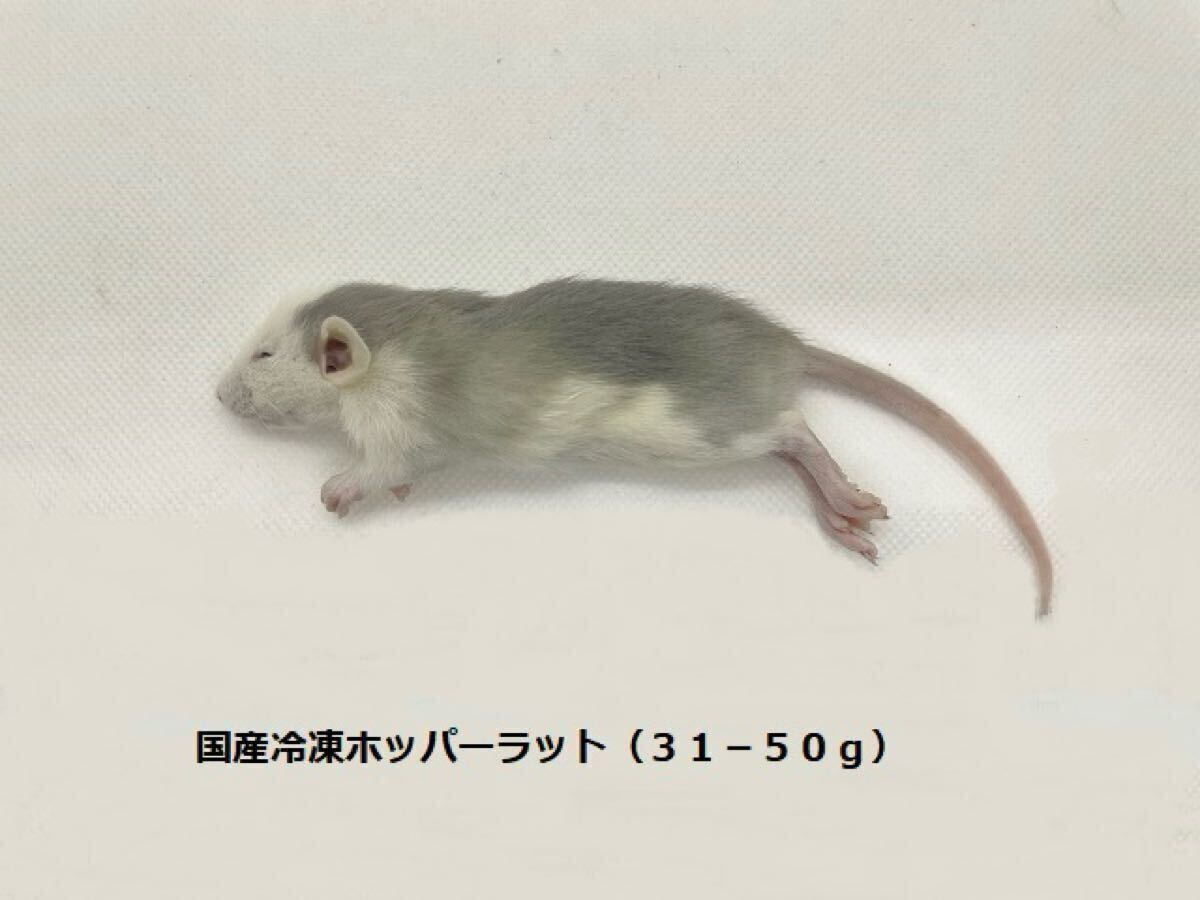 2025年最新】冷凍ラットの商品一覧｜爬虫類・猛禽類に適したエサ