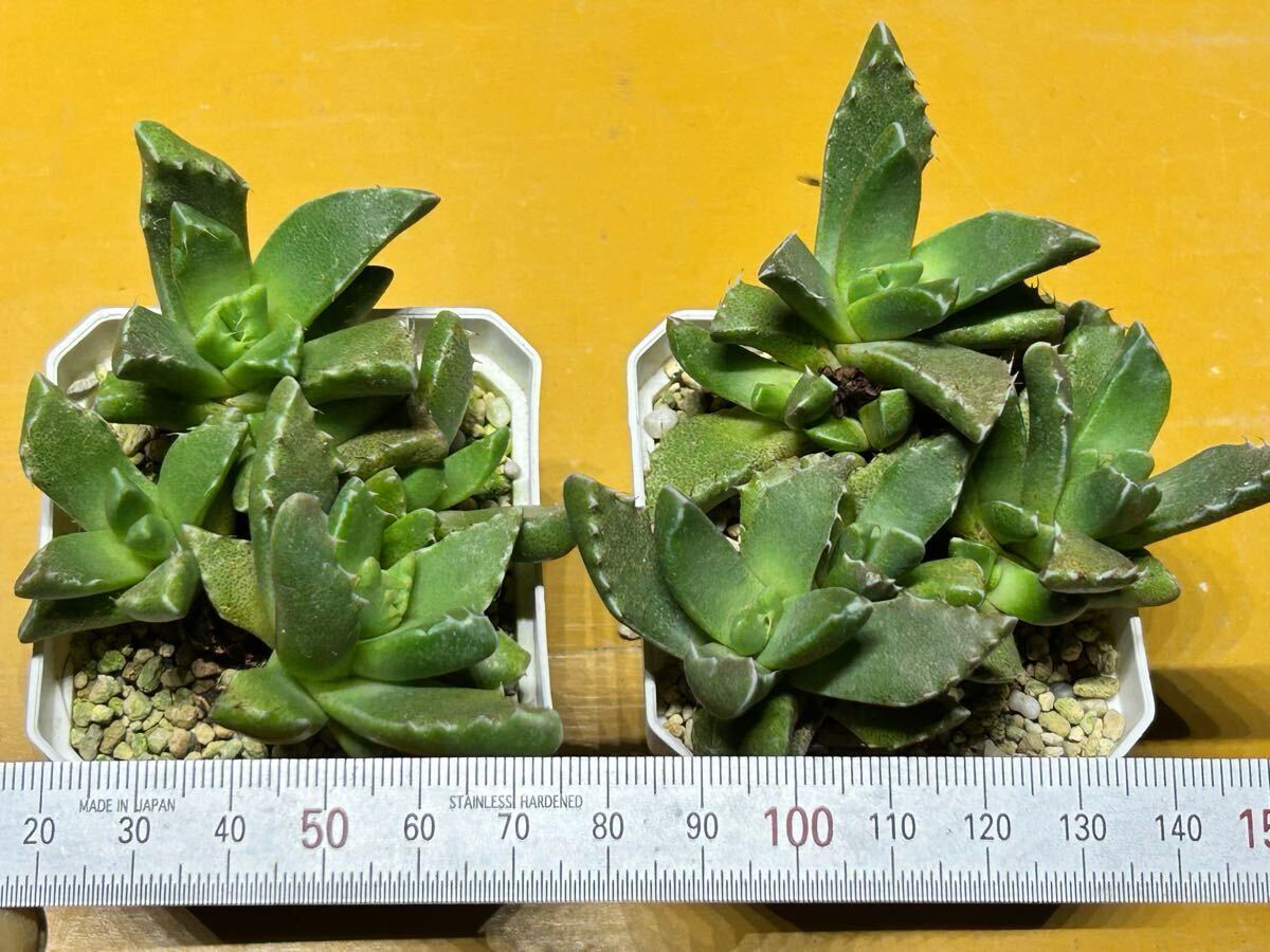 Yahoo!オークション -「フォーカリア」(サボテン) (観葉植物)の Yahoo!オークション -「フォーカリア」(サボテン) (観葉植物)の