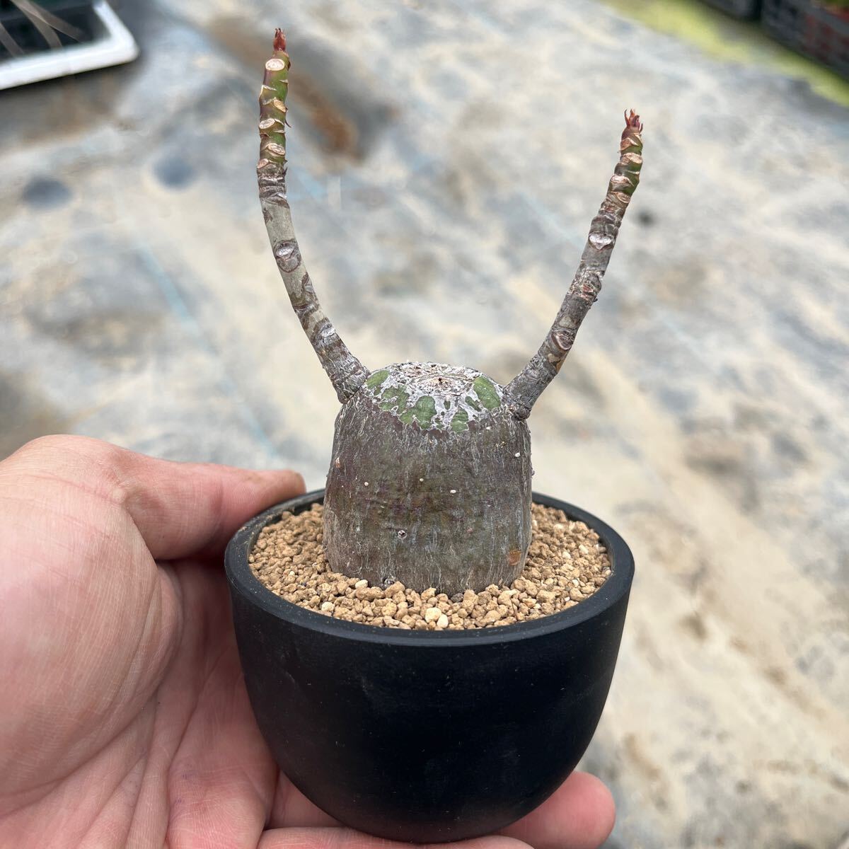 Yahoo!オークション -「ボンバックス」(観葉植物) の落札相場 Yahoo!オークション -「ボンバックス」(観葉植物) の落札相場