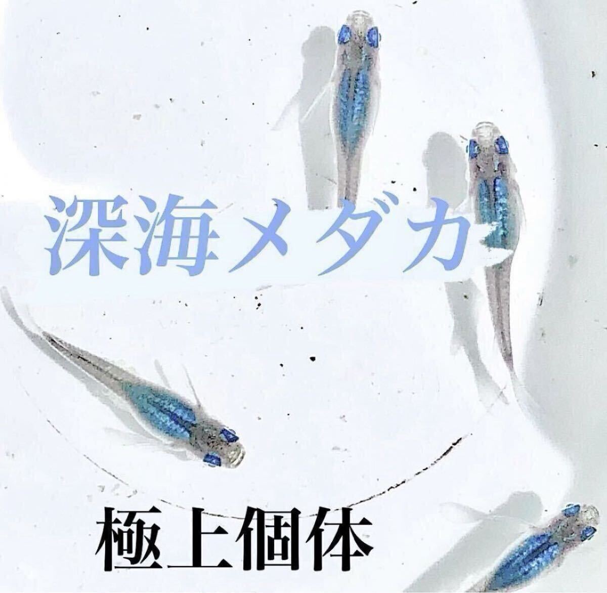 深海メダカ(10匹) | チャーム