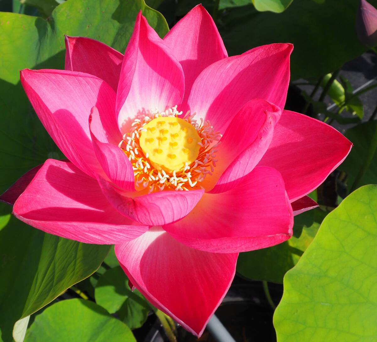 Yahoo!オークション -「花蓮」(その他) (苗)の落札相場・落札価格 Yahoo!オークション -「花蓮」(その他) (苗)の落札相場・落札価格
