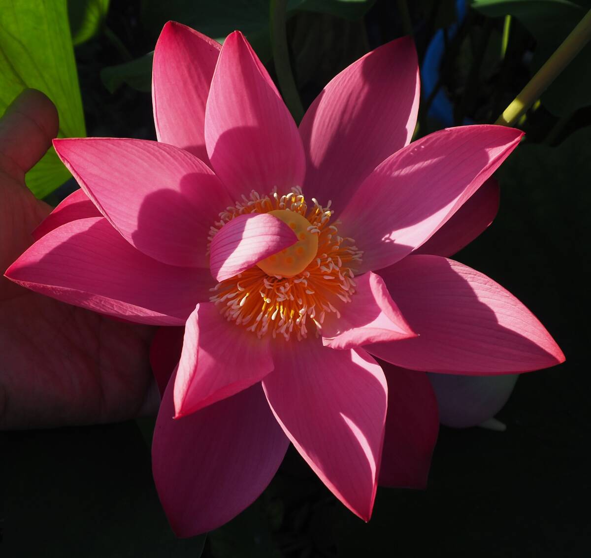 Yahoo!オークション -「花蓮」(その他) (苗)の落札相場・落札価格 Yahoo!オークション -「花蓮」(その他) (苗)の落札相場・落札価格