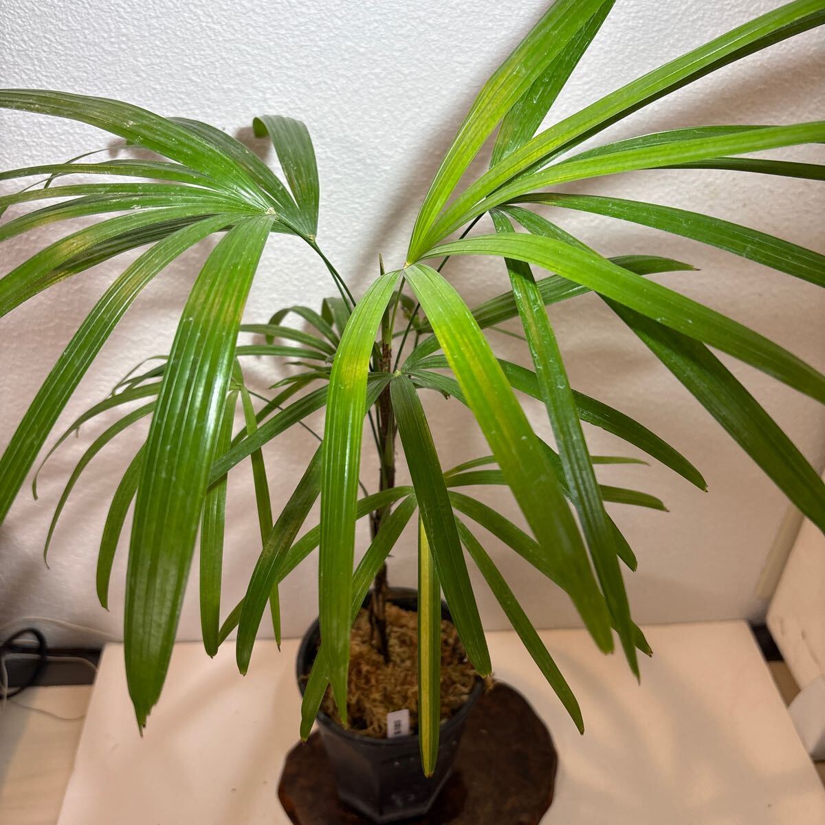 観音竹＜白鳥の縞＞古典植物、富貴蘭、セッコク、斑入り、山野草