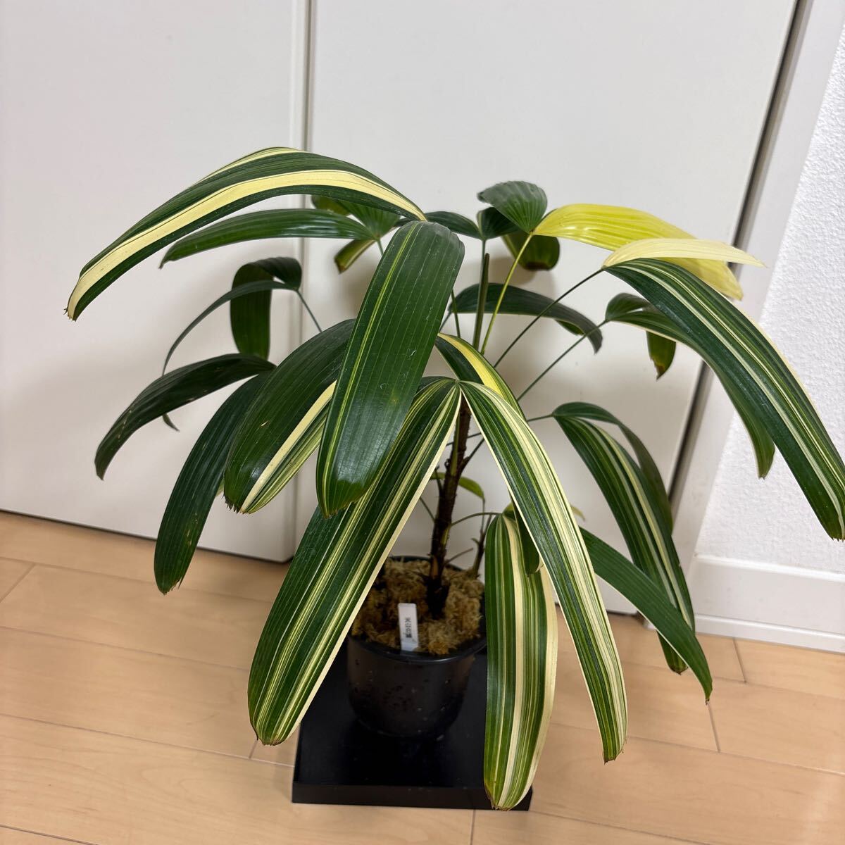 2025年最新】Yahoo!オークション - 鉢植え(花、園芸)の中古品 2025年最新】Yahoo!オークション - 鉢植え(花、園芸)の中古品