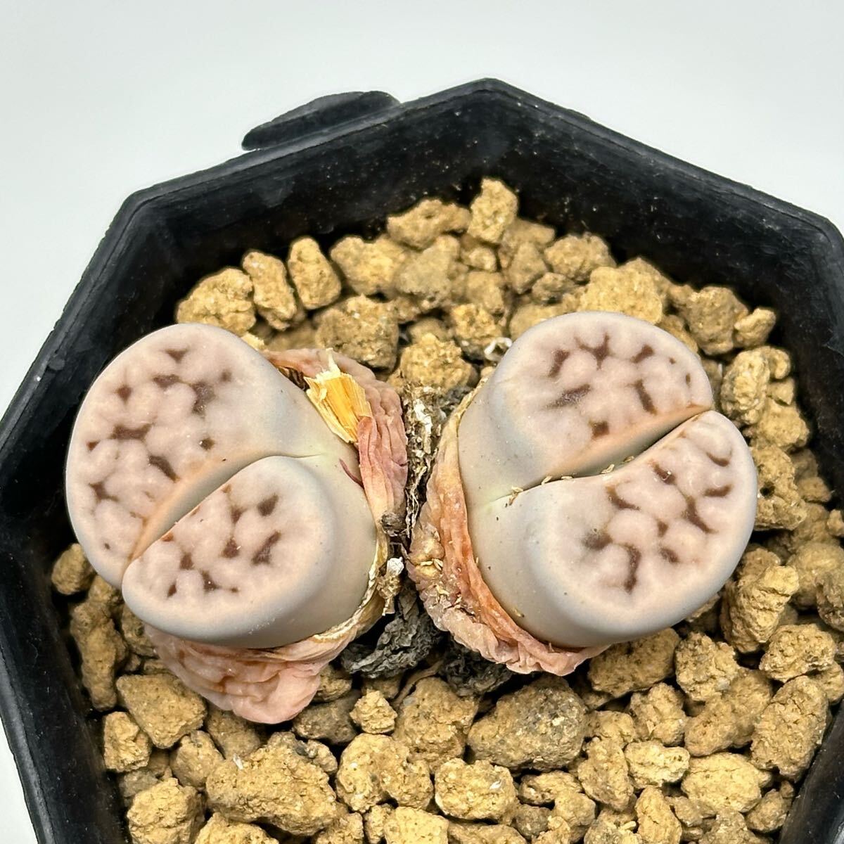 お歳暮ならオンライン 2025年最新】Yahoo!オークション -多肉植物 リトープスの メセン その他多肉植物