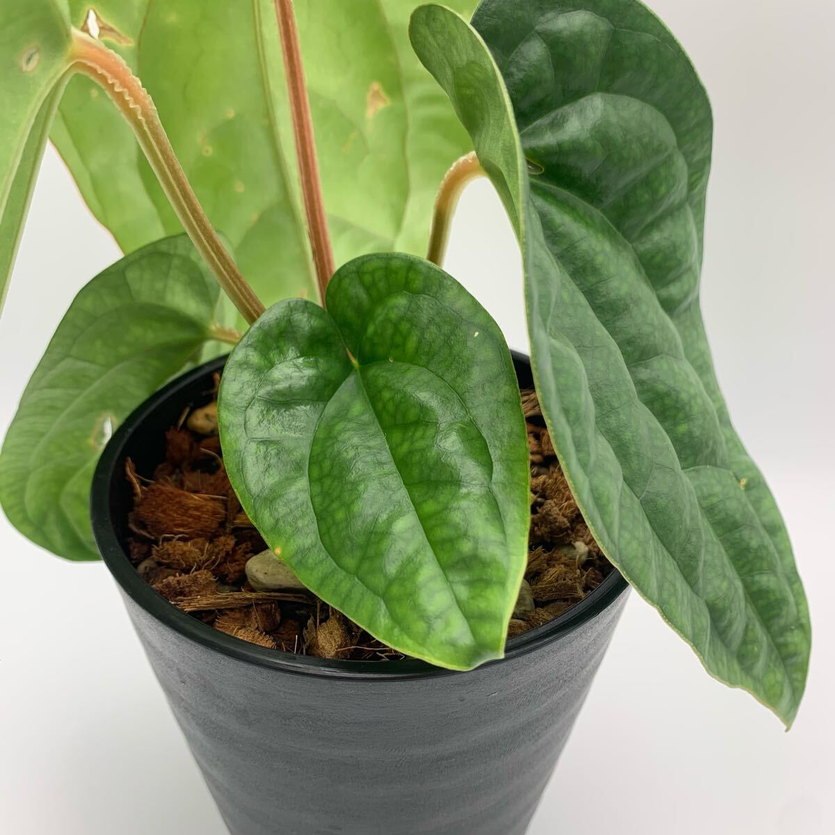 Yahoo!オークション -「anthurium luxurians」の落札相場・落札価格 Yahoo!オークション -「anthurium luxurians」の落札相場・落札価格