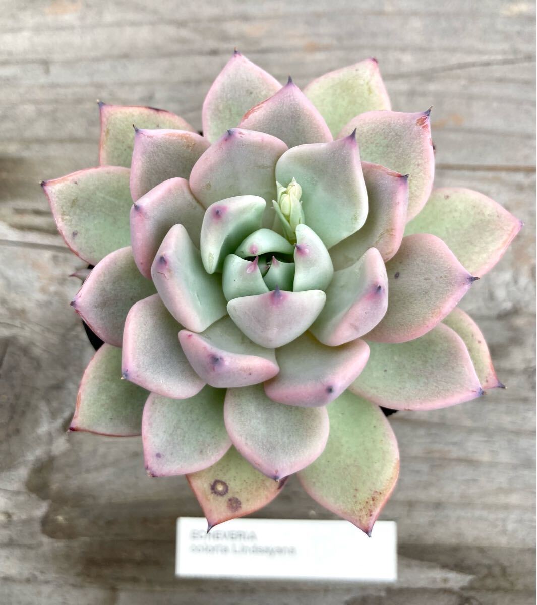 Yahoo!オークション -「エケベリア リンゼアナ」(観葉植物) の