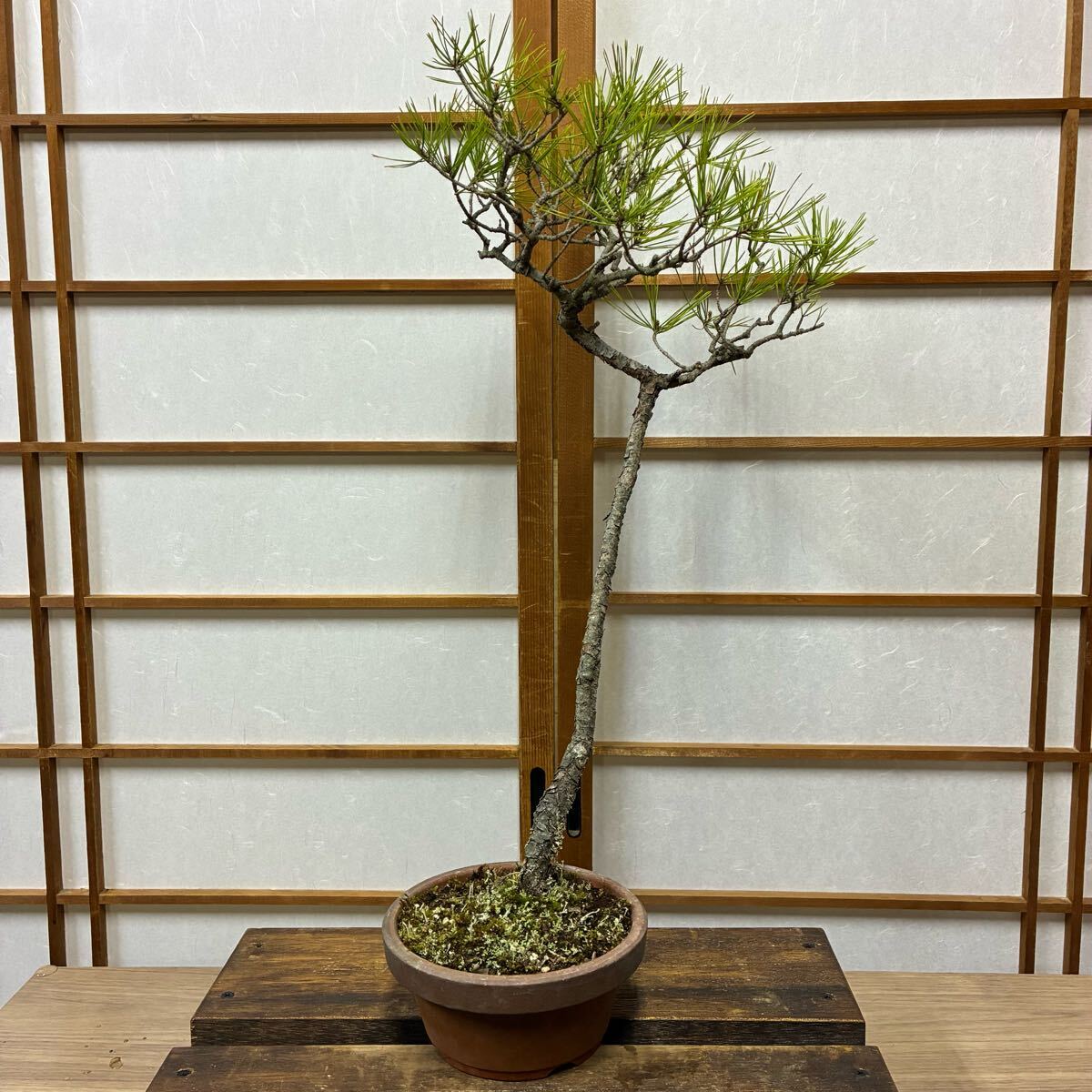 Yahoo!オークション -「赤松 文人」(盆栽) (盆栽)の落札相場 Yahoo!オークション -「赤松 文人」(盆栽) (盆栽)の落札相場