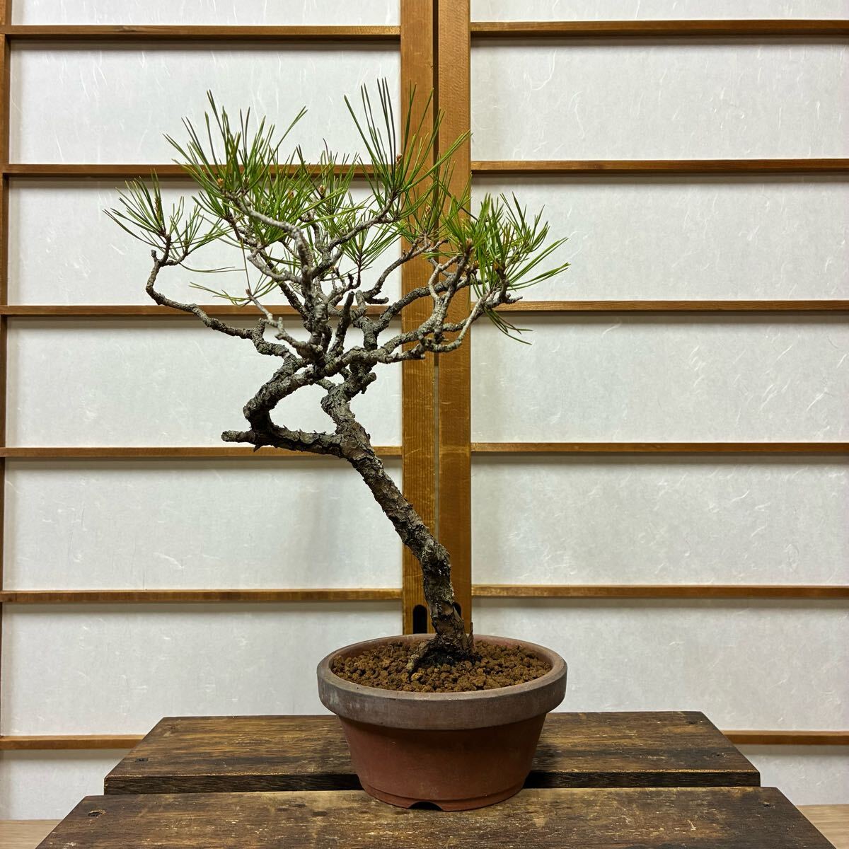 Yahoo!オークション -「山採り」(松) (盆栽)の落札相場・落札価格 Yahoo!オークション -「山採り」(松) (盆栽)の落札相場・落札価格
