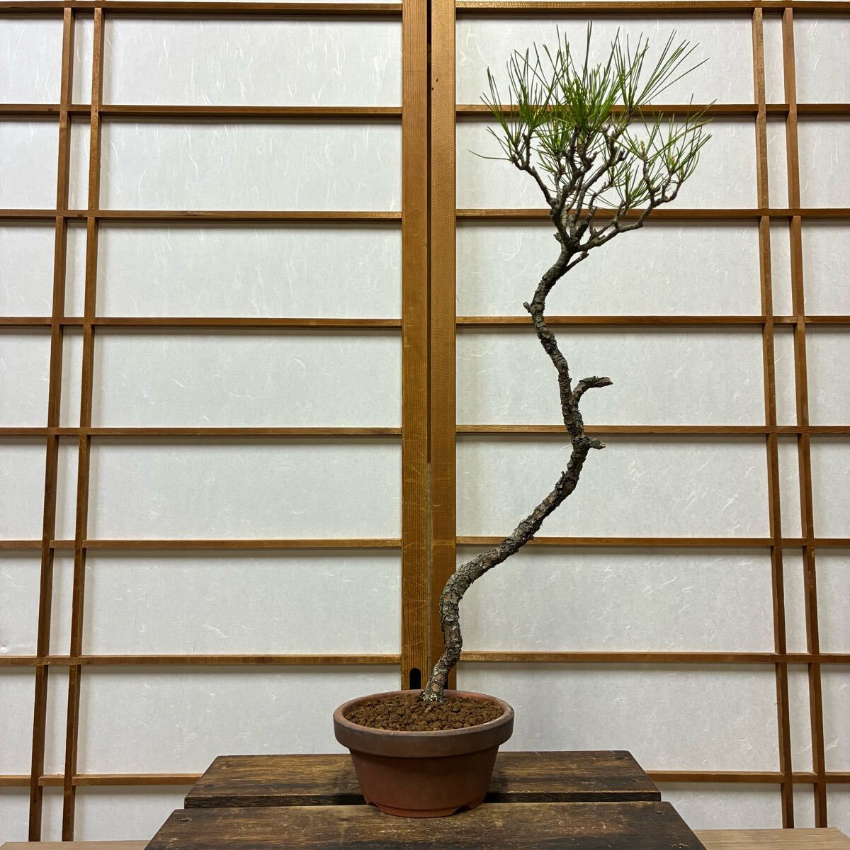 Yahoo!オークション -「盆栽 文人」(松) (盆栽)の落札相場・落札価格 Yahoo!オークション -「盆栽 文人」(松) (盆栽)の落札相場・落札価格