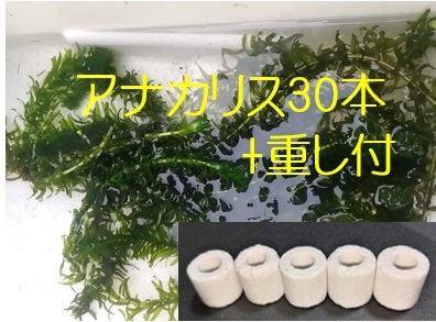 2025年最新】Yahoo!オークション -リングろ材の中古品・新品・未 2025年最新】Yahoo!オークション -リングろ材の中古品・新品・未