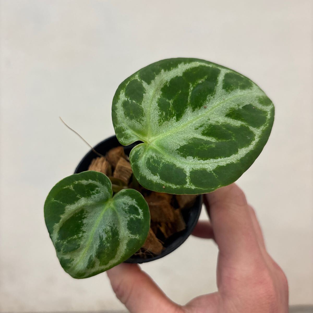Yahoo!オークション -「ドラヤキ」(観葉植物) の落札相場・落札価格 Yahoo!オークション -「ドラヤキ」(観葉植物) の落札相場・落札価格