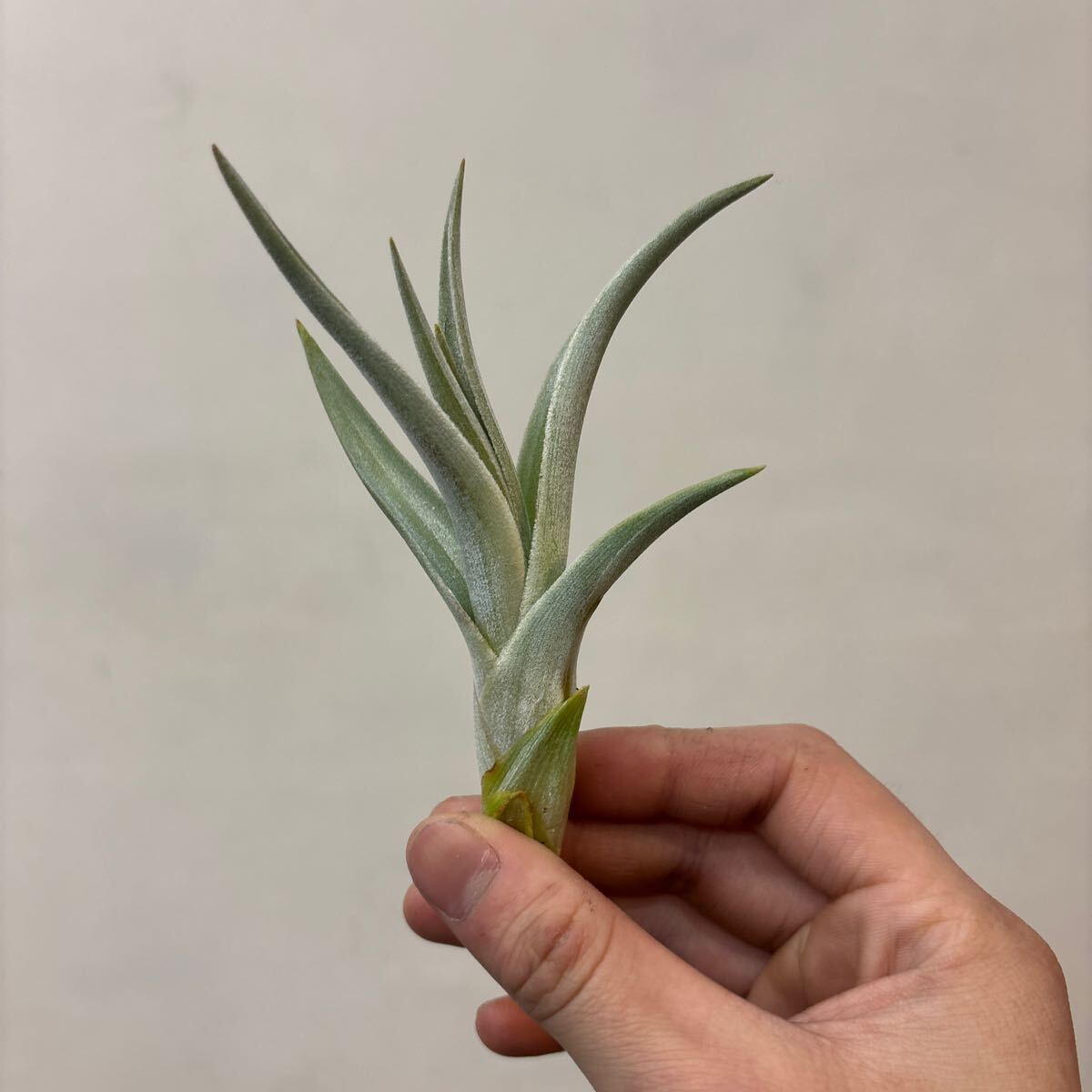 チランジア・ロッテアエ Tillandsia lotteae 育て方 図鑑