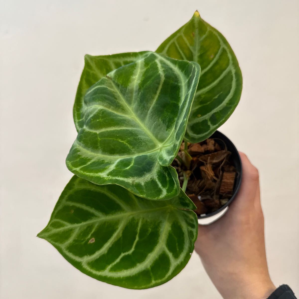 Yahoo!オークション -「ドラヤキ」(観葉植物) の落札相場・落札価格 Yahoo!オークション -「ドラヤキ」(観葉植物) の落札相場・落札価格