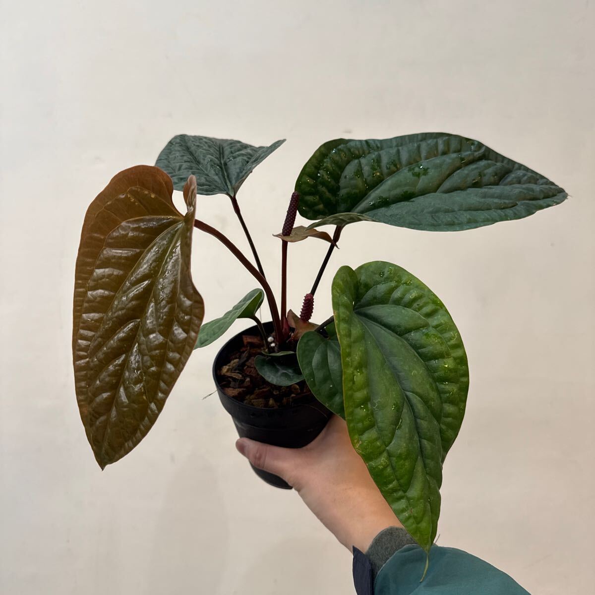 Yahoo!オークション -「anthurium luxurians」の落札相場・落札価格 Yahoo!オークション -「anthurium luxurians」の落札相場・落札価格