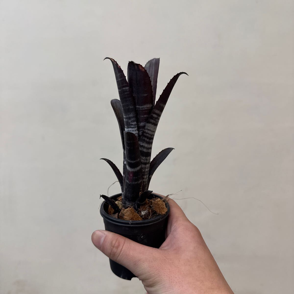 Yahoo!オークション -「darth」(花、園芸) の落札相場・落札価格 Yahoo!オークション -「darth」(花、園芸) の落札相場・落札価格
