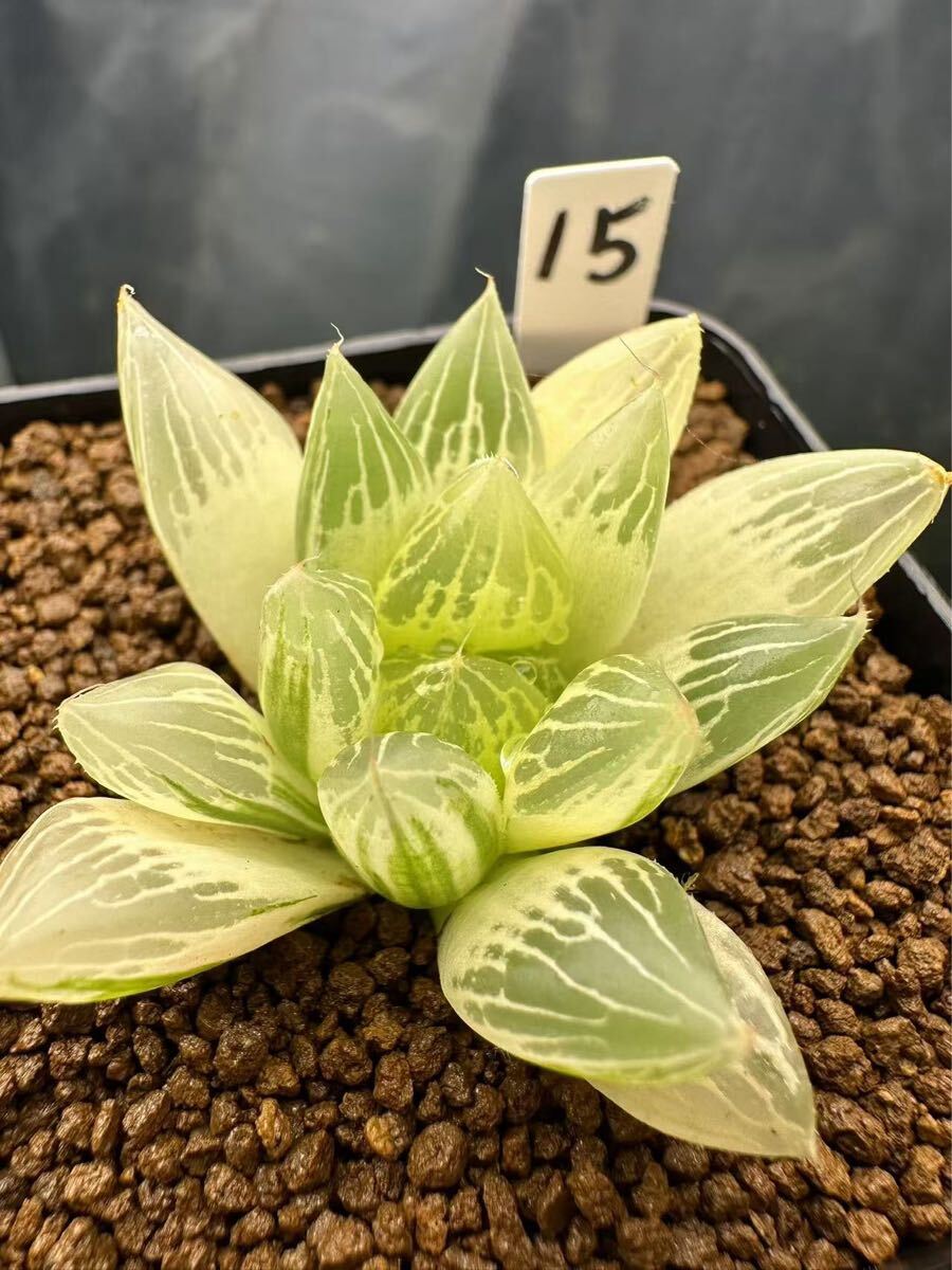 Yahoo!オークション -「ハオルチア 白蛇伝」(観葉植物) の落札 Yahoo!オークション -「ハオルチア 白蛇伝」(観葉植物) の落札