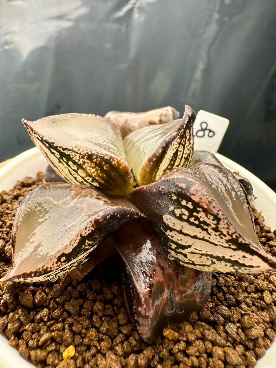 2025年最新】Yahoo!オークション -多肉植物ハオルチア(花、園芸 2025年最新】Yahoo!オークション -多肉植物ハオルチア(花、園芸