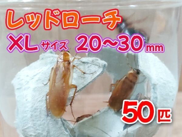 2025年最新】Yahoo!オークション -レッドローチ 成虫の中古品 2025年最新】Yahoo!オークション -レッドローチ 成虫の中古品