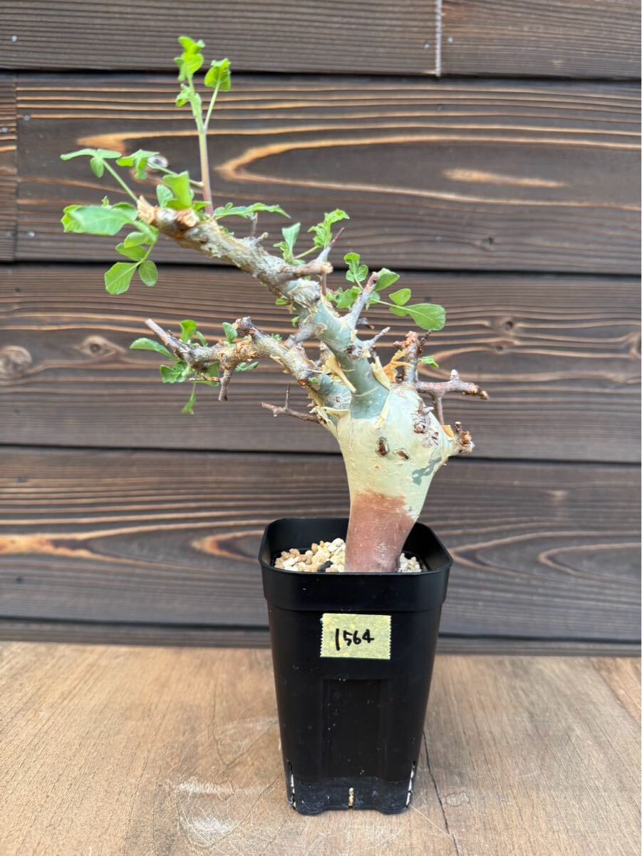 Yahoo!オークション -「カタフ」(観葉植物) の落札相場・落札価格 Yahoo!オークション -「カタフ」(観葉植物) の落札相場・落札価格