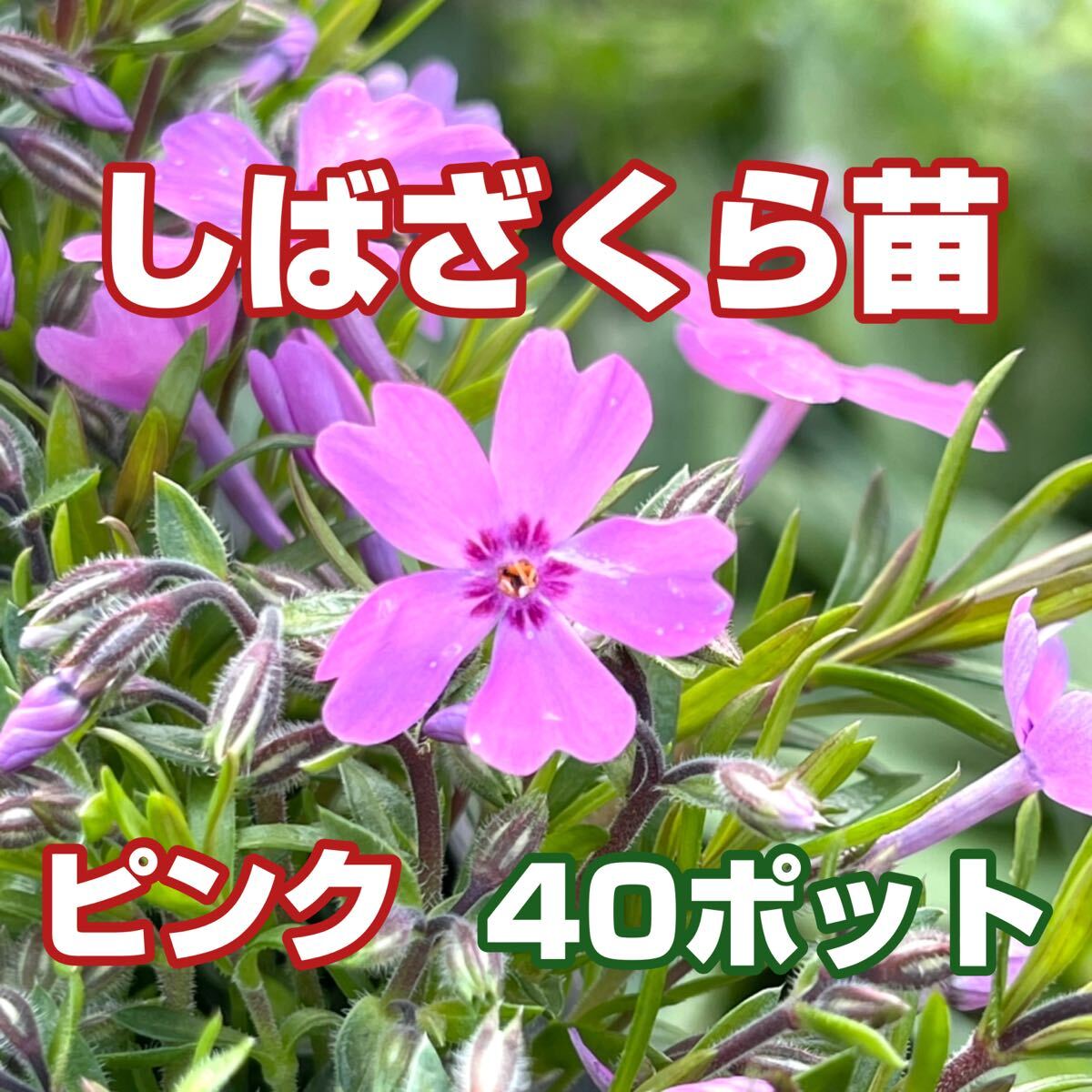 しばざくら苗【ピンク】40コ｜Yahoo!フリマ（旧PayPayフリマ）